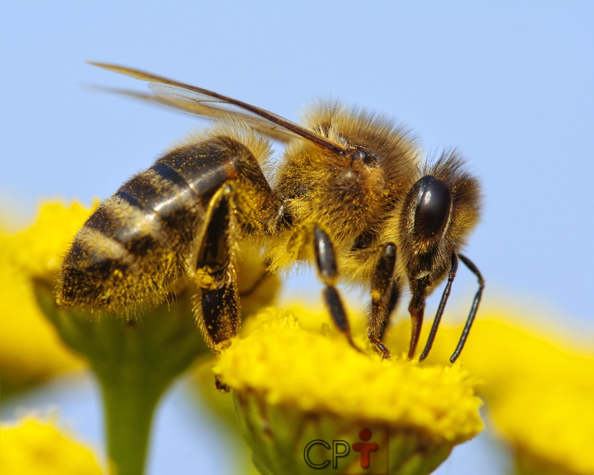 Abelha com ferrão