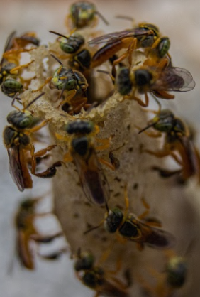 Educação Ambiental